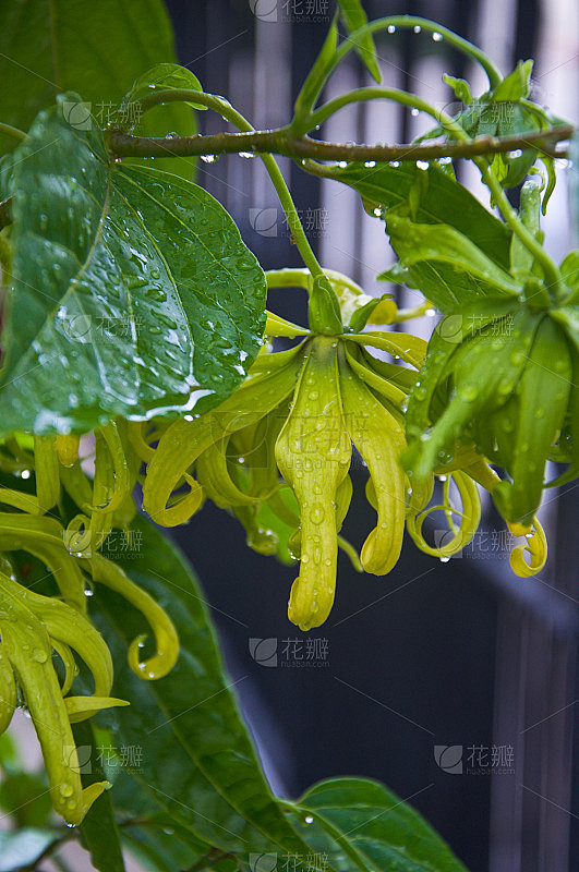 依兰树上的依兰花，用于制造精油