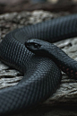 Black snake