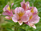 Alstroemeria bloom by Dieter Fürst on 500px