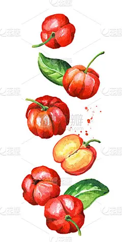 掉落新鲜成熟的针叶罗拉巴巴多斯樱桃，整个和切水果。水彩手绘插图孤立的白色背景