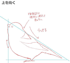 朝日青采集到动物画法参考·鸟类与其他