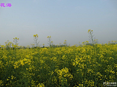 mountlin采集到吃在金色海岸