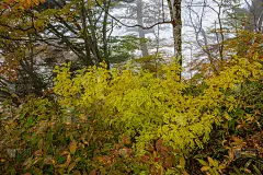 叶变颜色在Hangetsuyama视点-日光，日本