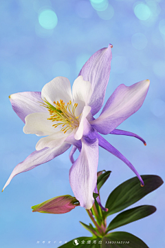 Amaranth2003采集到耧斗菜 Aquilegia