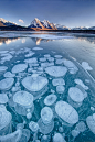 Photograph Ice Bubbles in Abraham Lake, Kootenay Plains, Bighorn Wildlands, Alberta, Canada 