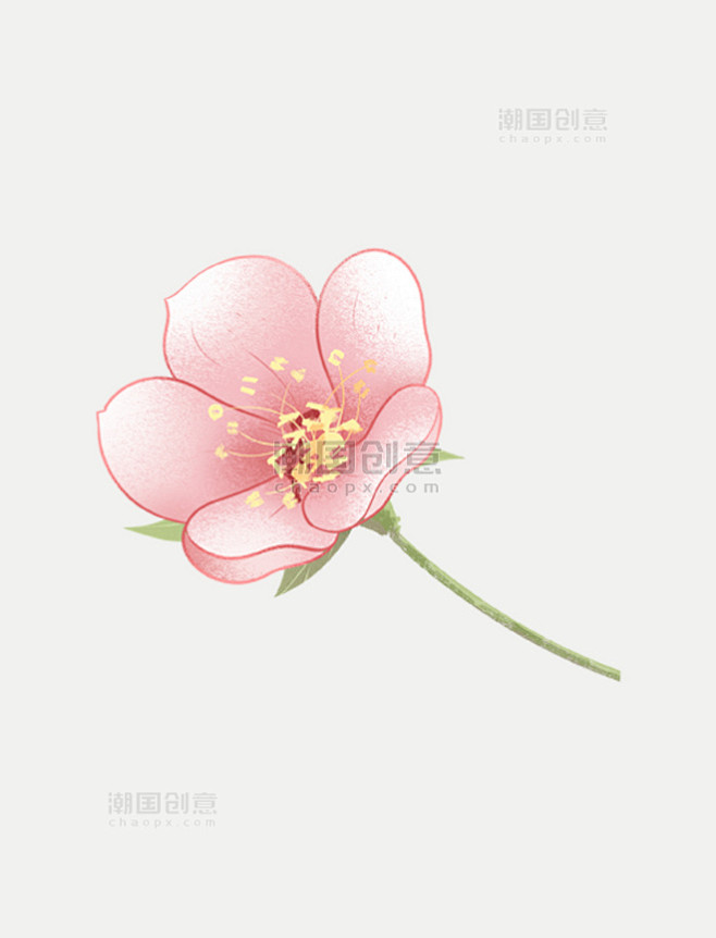 春天小清新单朵樱花