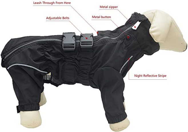 Amazon.com : Dogs Wa...