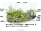 #花境示例#一组图文示例荫生花境，图2-8,分别为大叶苔草、赤胫散、铁筷子、矾根、报春花、过路黄、落新妇、莨力花。所示品种可能和图片中不一样，相似为主，多年生优先，大家可以根据自己喜好自行搭配 ​​​​