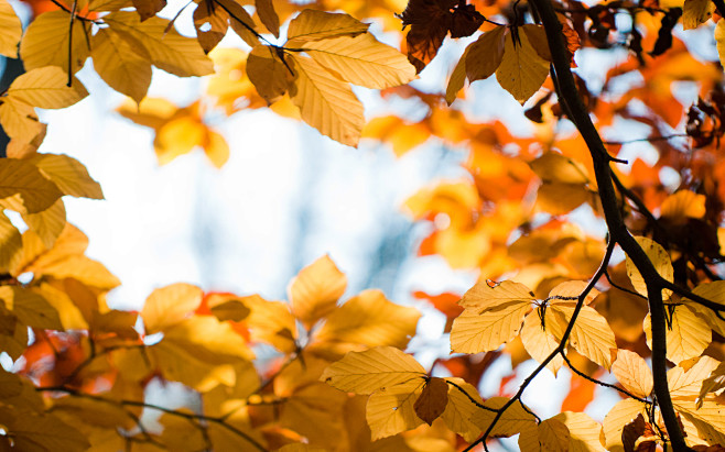 autumn branches dept...