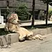 做图的花生米儿