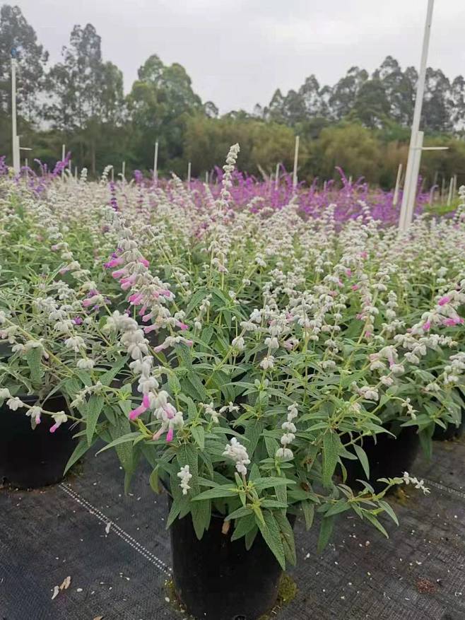 粉白墨西哥鼠尾草