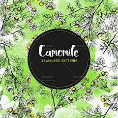 341号手绘线稿草药甘菊土木香艾菊植物线描AI矢量设计素材源文件-淘宝网