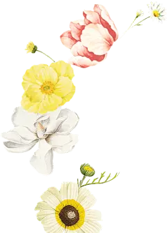 png植物  鲜花 装饰素材 彩铅 小清新 插画 花朵 
@冒险家的旅程か★