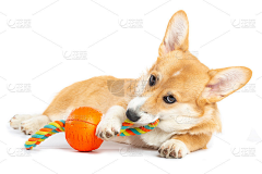 橙橙子~采集到狗狗