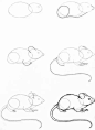 鼠的画法
