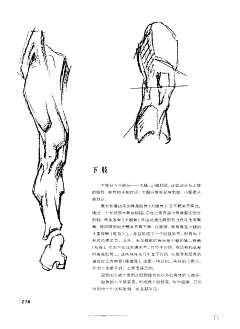 边星采集到关节———膝关节腿部