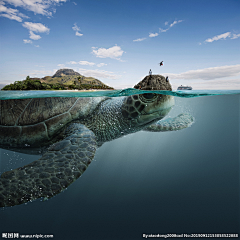 帅气小泽泽采集到素材——海洋生物