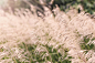 nature-lazy-grass-wheat-356161a7746c36d5b4eb59701b4fffb3.jpg (5760×3840)