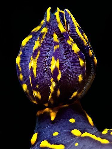 Gills of a Nudibranc...