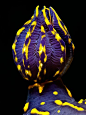 Gills of a Nudibranch: 