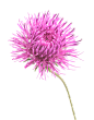 奶蓟草_蓟花
