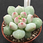Echeveria CrownBall