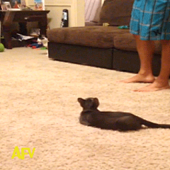 小圆肚子采集到GIF