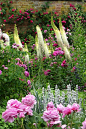 Gardens and Landscaping / eremurs and rose