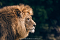The Lion King by Peter Hausner Hansen on 500px