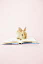 荷兰侏儒兔与书_360图片