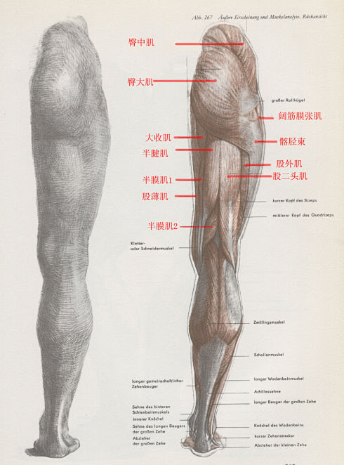 [转载]下肢结构分析