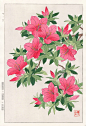 Azalea from Shodo Kawarazaki Spring Flower Japanese Woodblock Prints