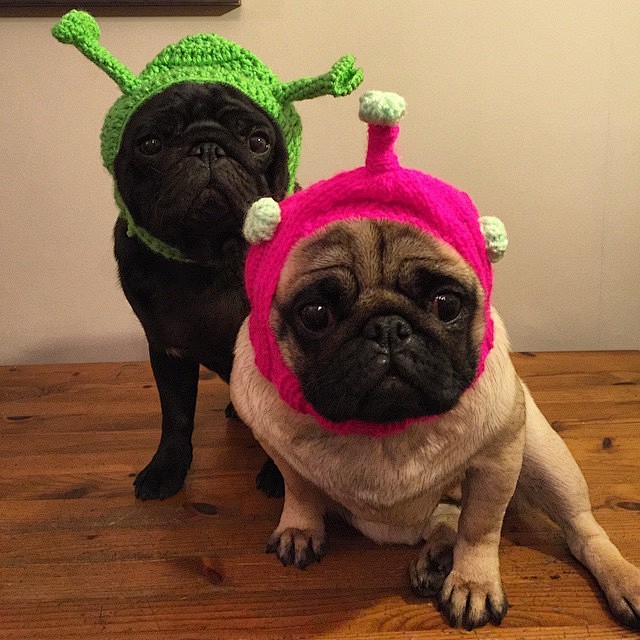 Bubblebecca Pugs - B...