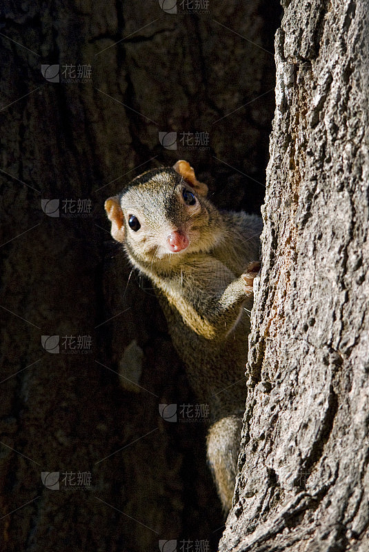 Chipmonk