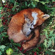 19 Unlikely Animal C...