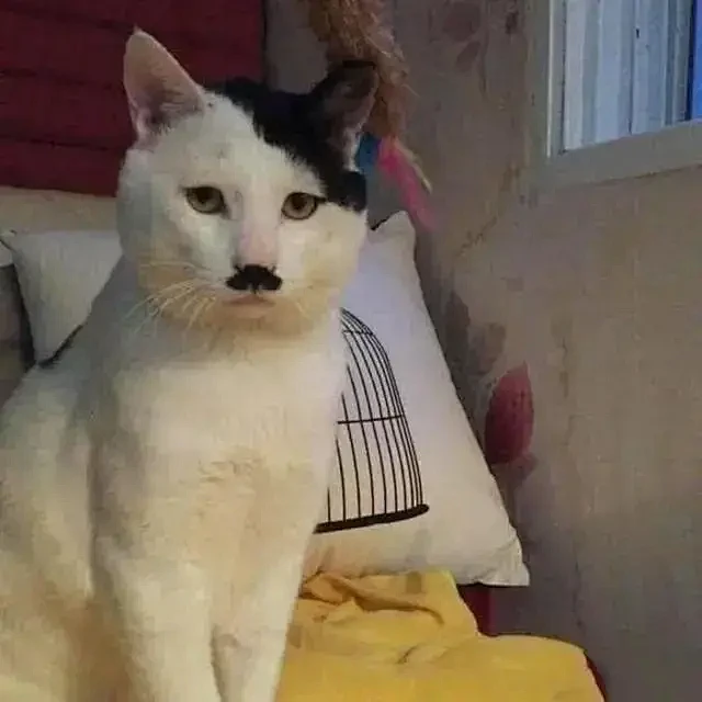社会猫