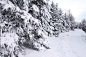 冬天, 树, 路径, 雪花, 冷, 冻结, 雪, 森林, 路