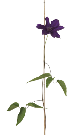我是鱼牙采集到花