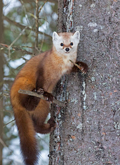 美洲貂采集月光回寄采集到小月光22食肉目·熊科·熊属:北极熊(幼崽)