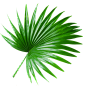 叶子png 33