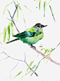 绿色小鸟高清素材 动物 小鸟 树干 绿色 免抠png 设计图片 免费下载