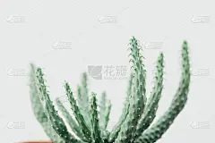 多汁的绿色植物，简约的生活理念，时尚的室内海报形象