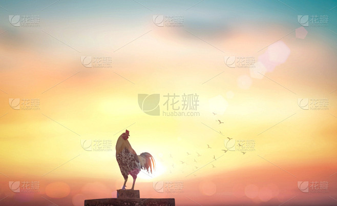 秋天,背景,公鸡,农业,云,泰国,动物,...