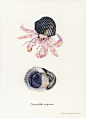 Yusei Nagashima | ARTNAU : Disfrutemos de las impresionantes acuarelas hechas por el artista japonés especializado en la ictiología (estudio de los peces), Yusei Nagashima.