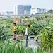 【EADG出品】重塑河道生命系统丨深圳茅洲河碧道·光明段生态修复试点