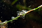 全部尺寸 | Herring eggs-001 | Flickr - 相片分享！