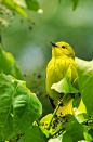 Yellow warbler.