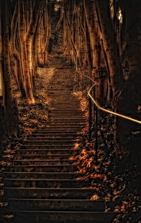 Forest Steps, Wurzbu...