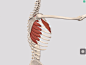 胸小肌功能解剖_肩胛骨 : 胸小肌位于胸大肌深面，牢固附着于肩胛骨喙突，将肩胛骨束缚在胸廓前方。做俯卧撑及相关上肢推动作时，胸小肌与前锯肌协作，使肩胛骨紧贴胸廓。 胸小肌同样是第二呼吸肌，有用力吸气时，通过固定肩胛骨和抬高…