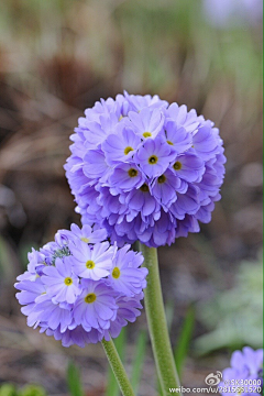 ※※※……采集到植物·花卉